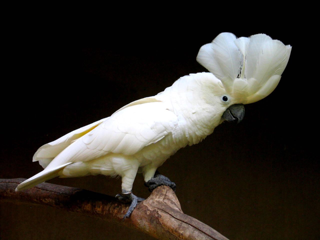 Kakadu biely - Cacatua alba